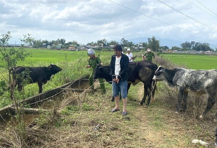 Thuê xe tải ở Đà Nẵng, người đàn ông chạy vào Quảng Nam trộm 7 con bò