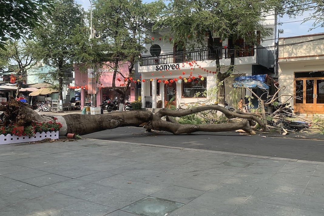 Cây phượng bật gốc đè cô gái