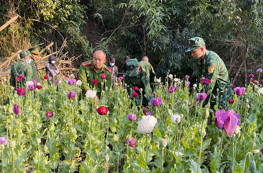 Điện Biên phát hiện 600 cây thuốc phiện đang thời kỳ ra hoa