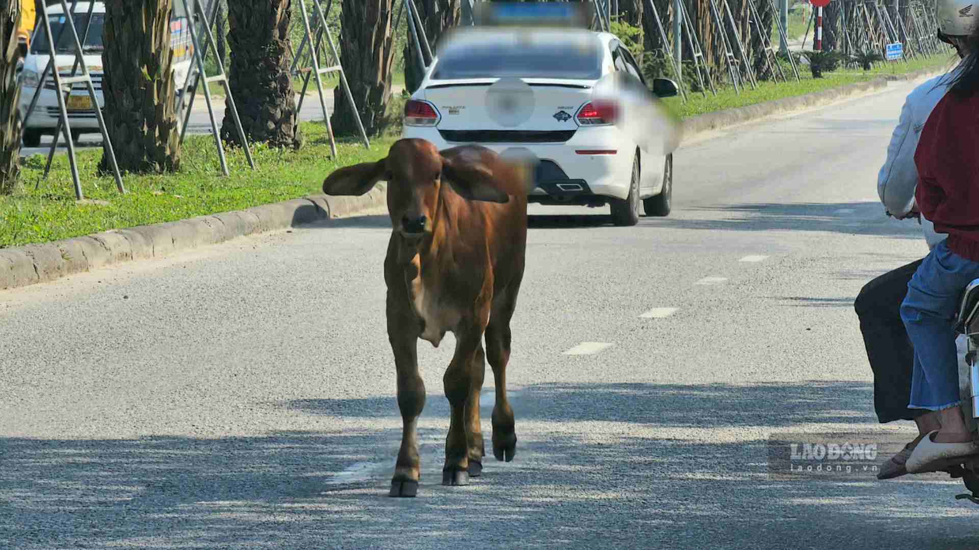 Bò thả rông tung tăng giữa đường lớn tại Huế khiến người đi đường lo sợ