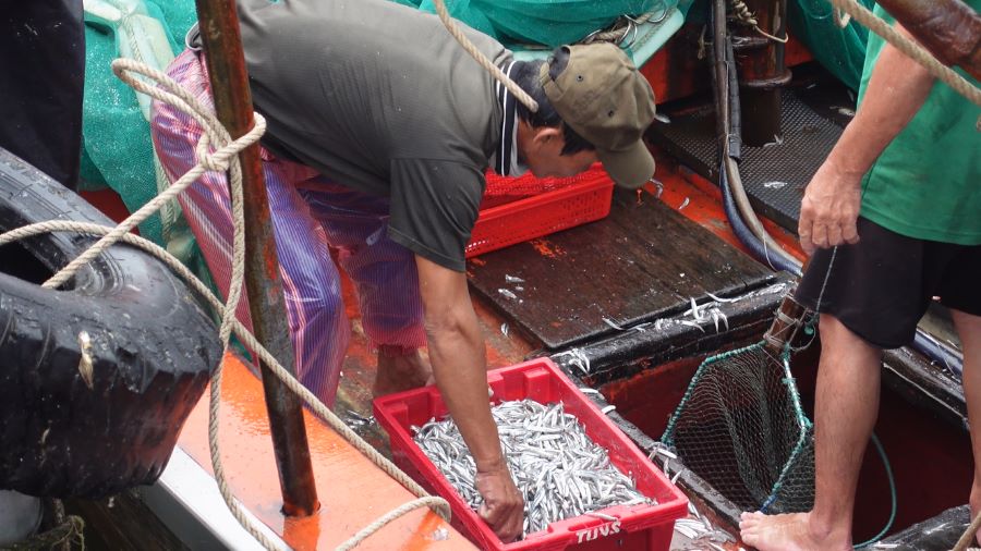 Ngư dân Quảng Nam kiếm cả trăm triệu mỗi đêm từ cá cơm than