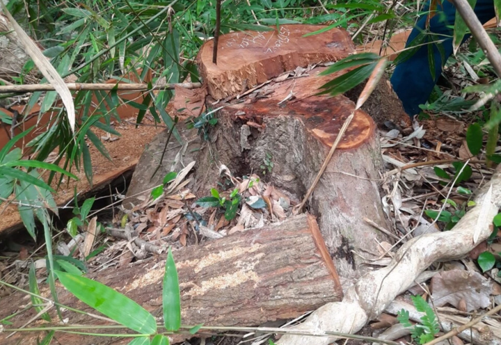 Để mất hơn 200m3 gỗ rừng, giám đốc công ty lâm nghiệp ở Gia Lai bị kỷ luật