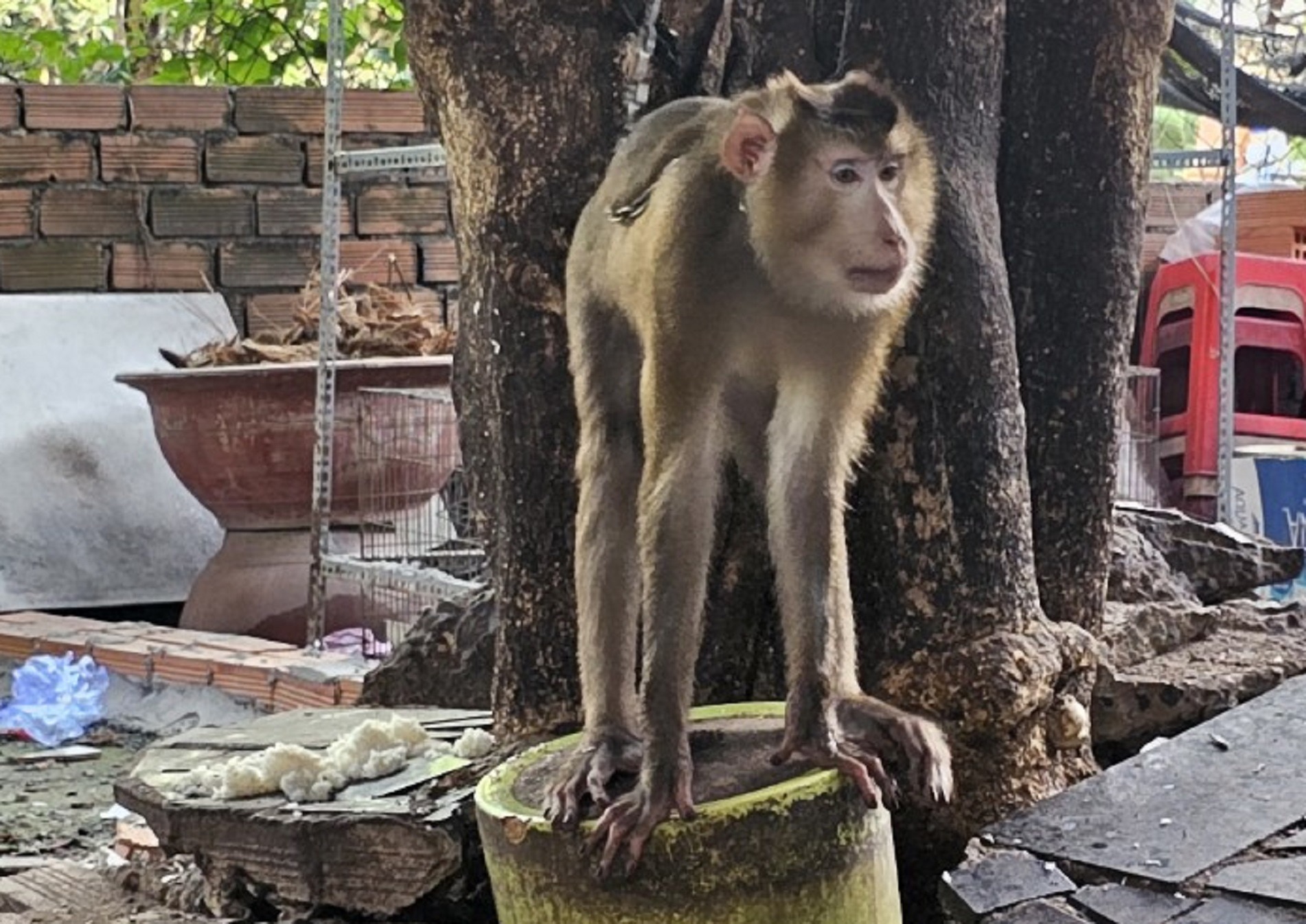 Truy tìm khỉ đuôi lợn tấn công người dân ở TPHCM