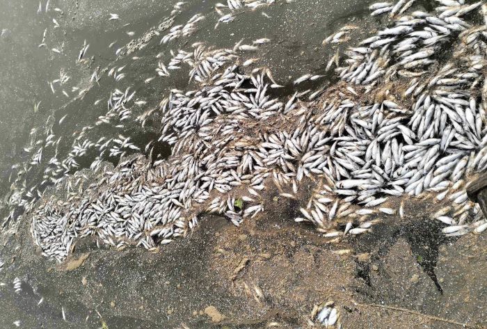 Lý do bất ngờ khiến cá chết nổi trên sông ở Quảng Trị