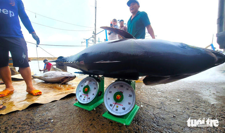 Chuyến biển xuyên Tết, ngư dân Phú Yên trúng cá ngừ đại dương gần 100kg