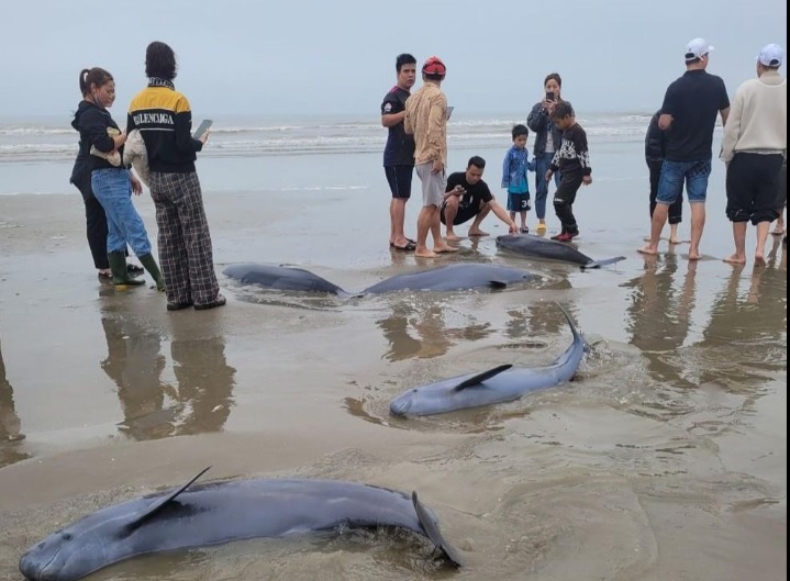 19 con cá lạ vướng lưới ngư dân Hà Tĩnh