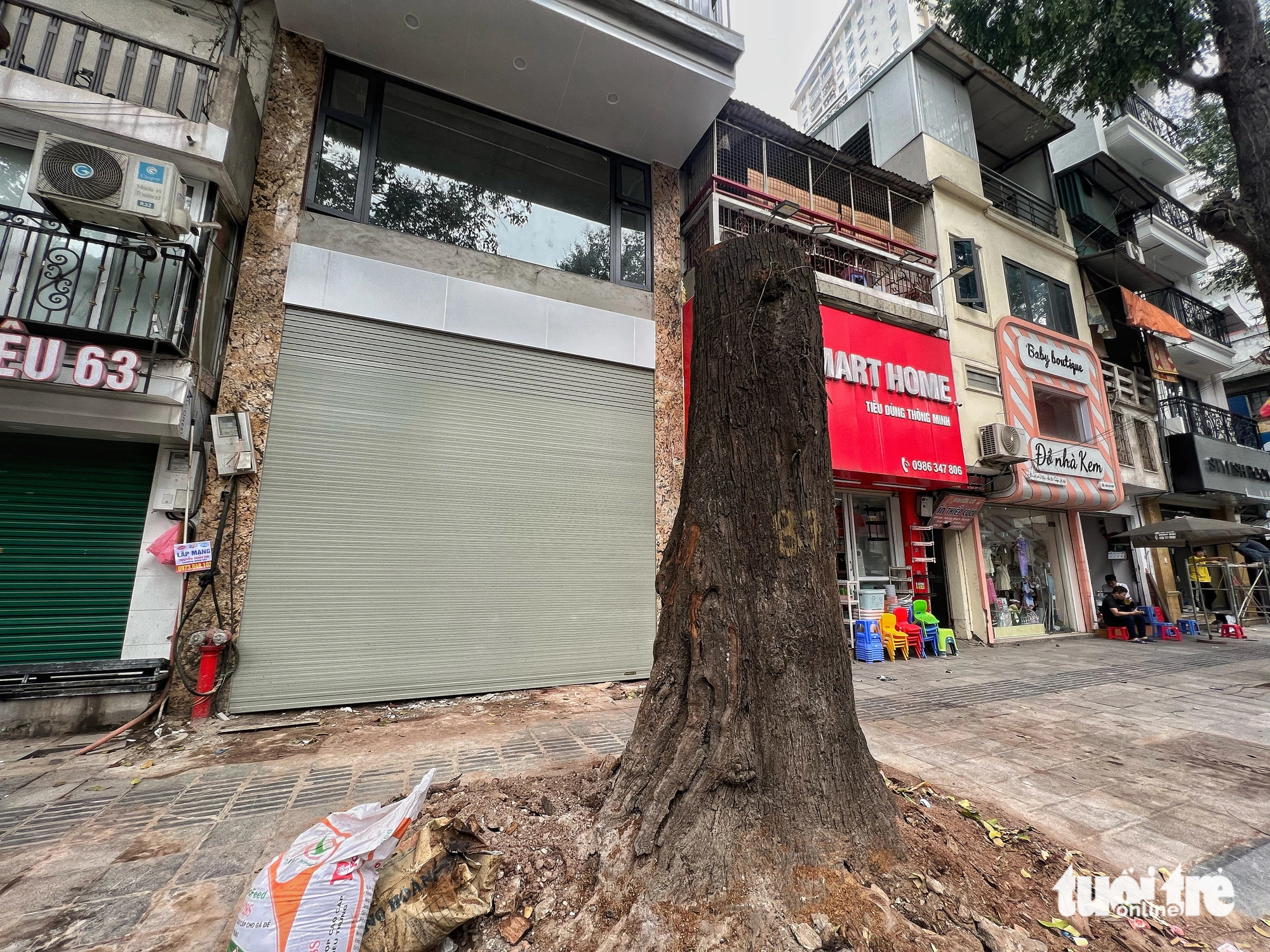 3 cây sao đen trăm tuổi chết khô trước 3 căn nhà đang xây ở phố Lò Đúc: 'Có dấu hiệu bị xâm hại'