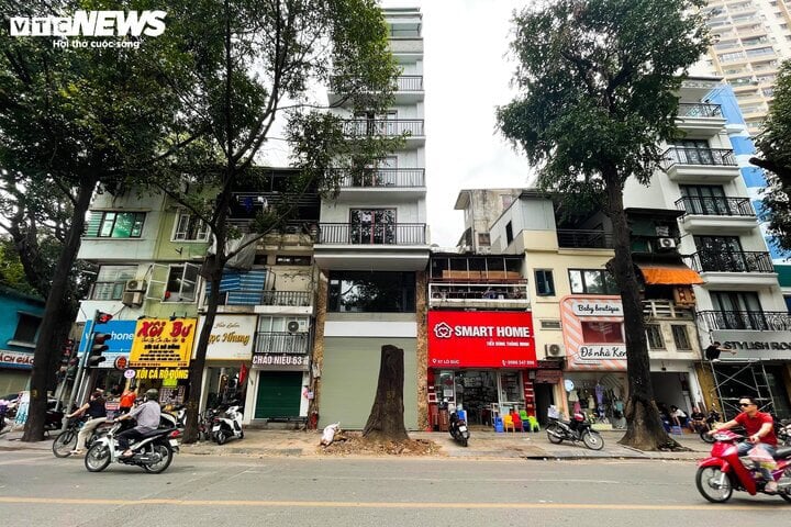Điều tra vụ cây sao đen trăm tuổi ở Hà Nội nghi bị 'bức tử'