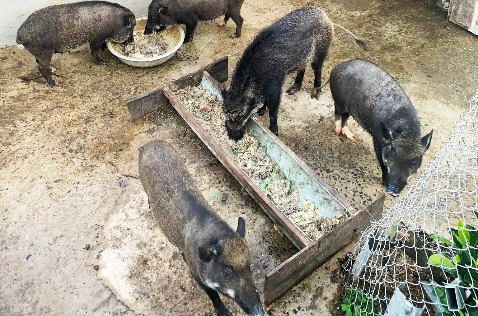 Lâm Đồng phát hiện ổ dịch tả lợn Châu Phi tại trang trại nuôi heo rừng lai