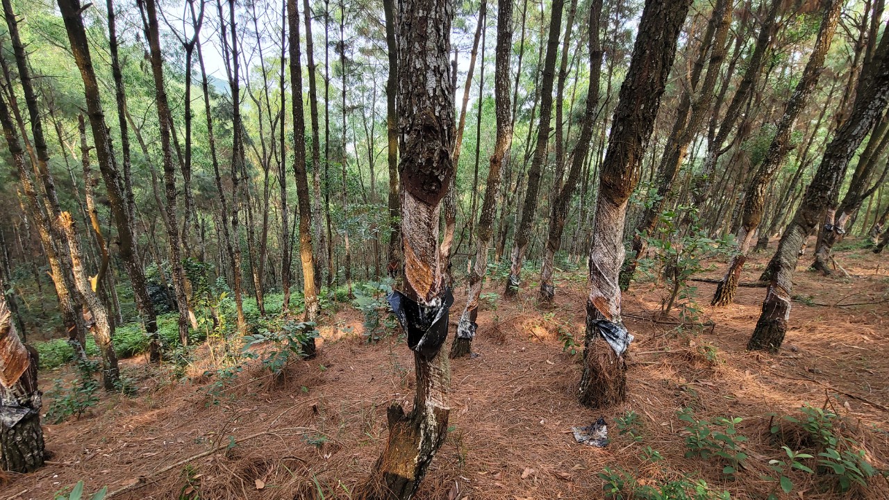 'Bức tử' 320 cây thông để lấy nhựa trái phép, bị phạt 2 triệu đồng
