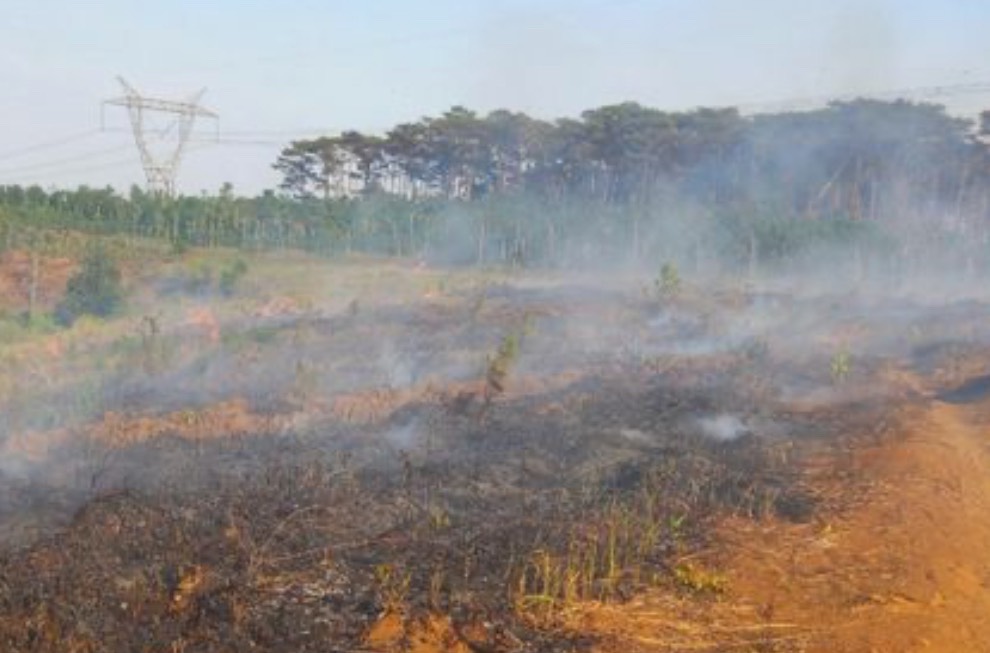 Hàng nghìn cây thông non ở Đắk Nông liên tục bị đốt cháy, hủy hoại