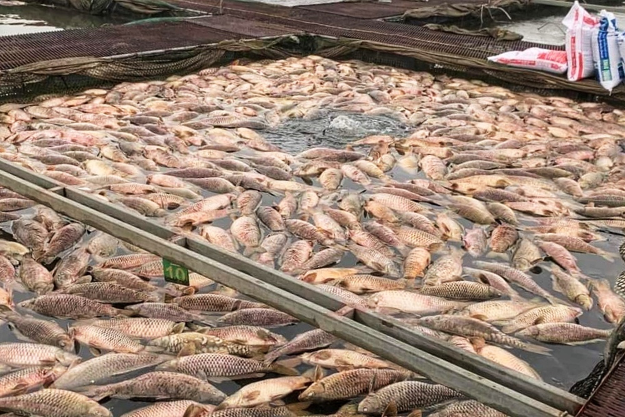 300 tấn cá nuôi lồng bè chết