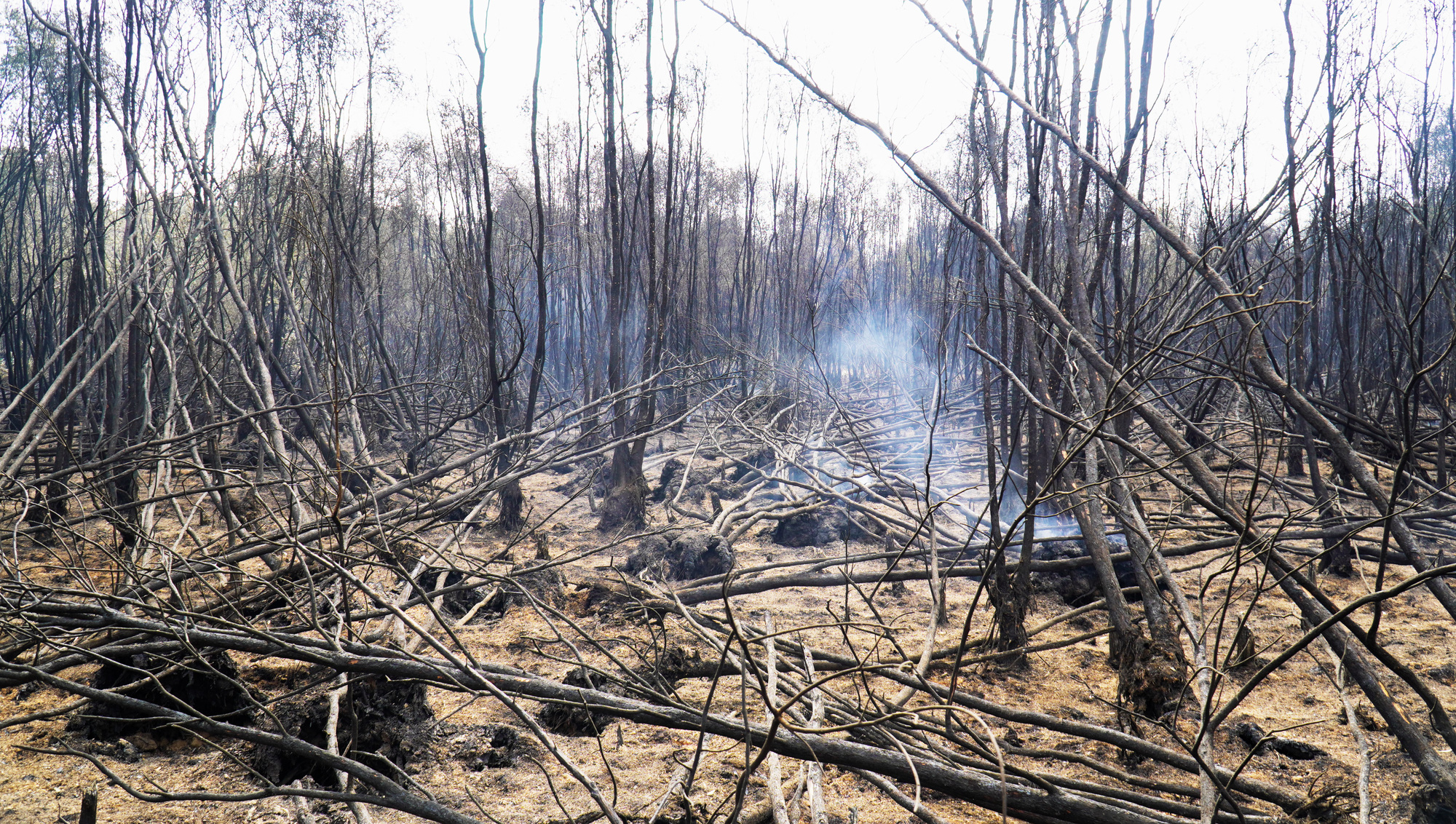 Cà Mau đã cơ bản khống chế được đám cháy rừng