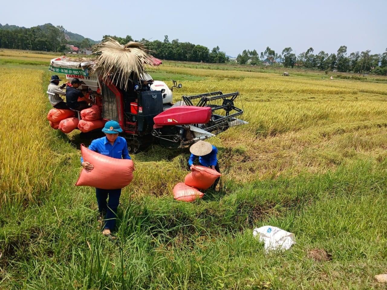Thanh niên tình nguyện xuống đồng thu hoạch lúa giúp dân
