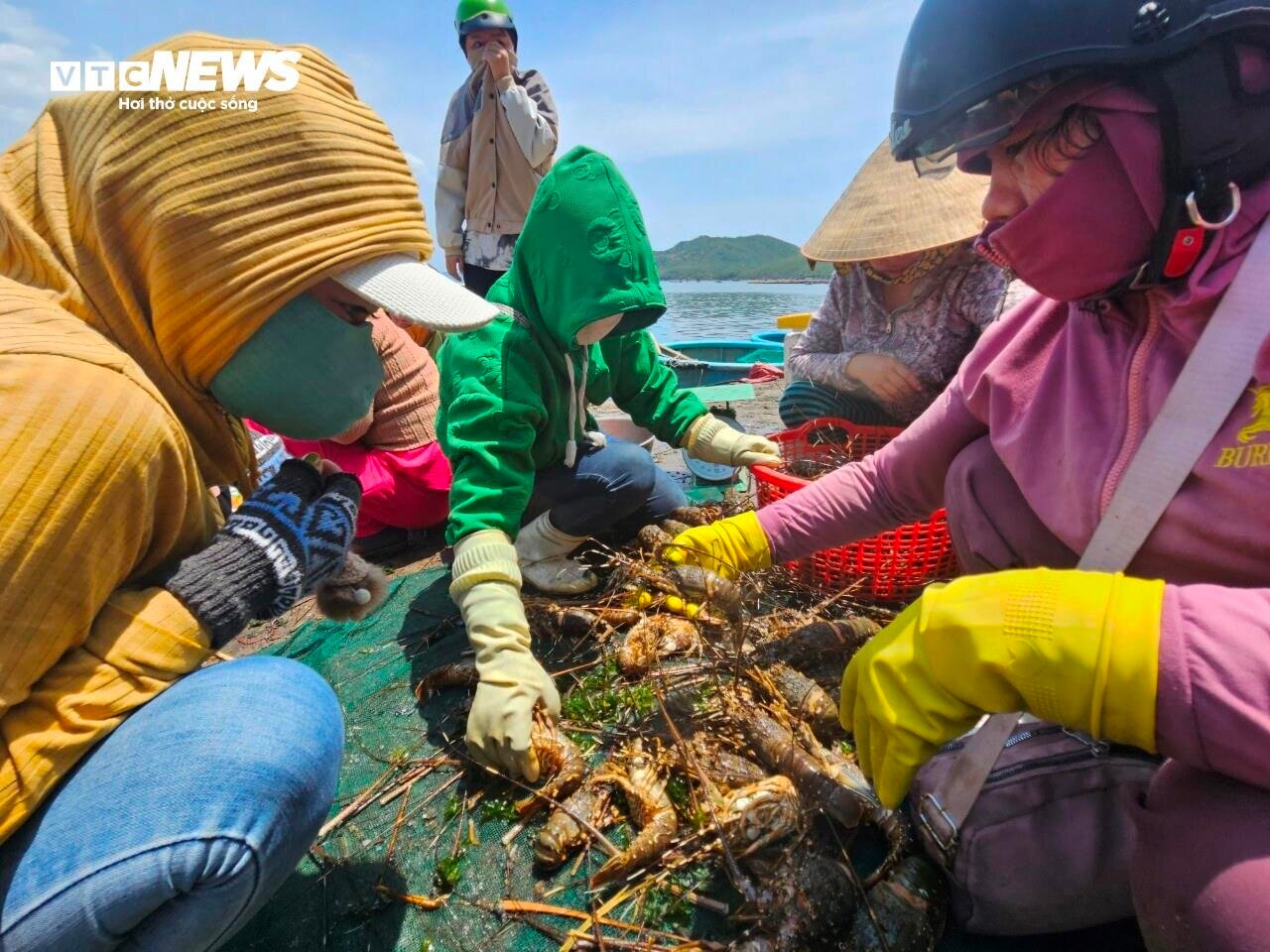 Hơn 60 tấn tôm hùm bị chết ở Phú Yên, người nuôi cay đắng bán giá 50.000 đồng/kg