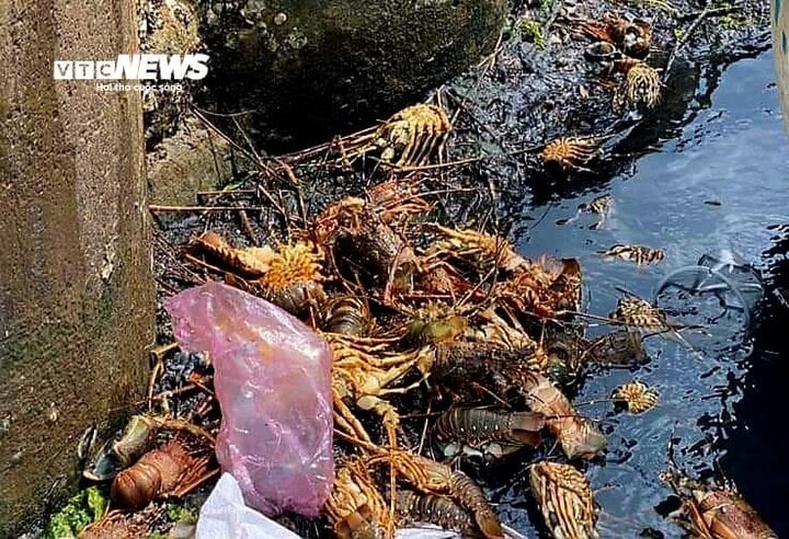 Tôm hùm, cá chết hàng loạt: Phú Yên kiến nghị Bộ NN&PTNT hỗ trợ