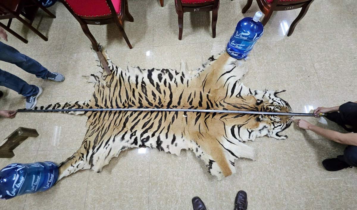 Rao bán da hổ, móng gấu, một đối tượng bị khởi tố tại Quảng Ninh