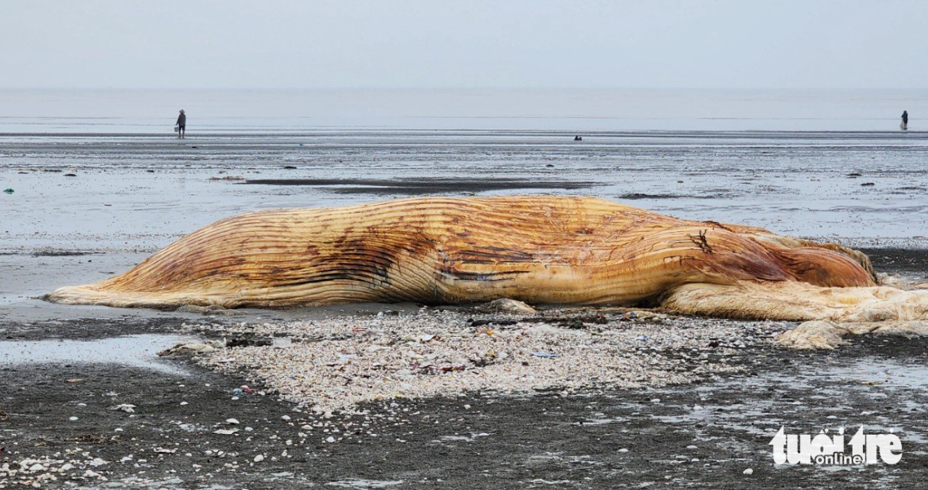 Xác cá voi 3 tấn dạt vào bờ biển