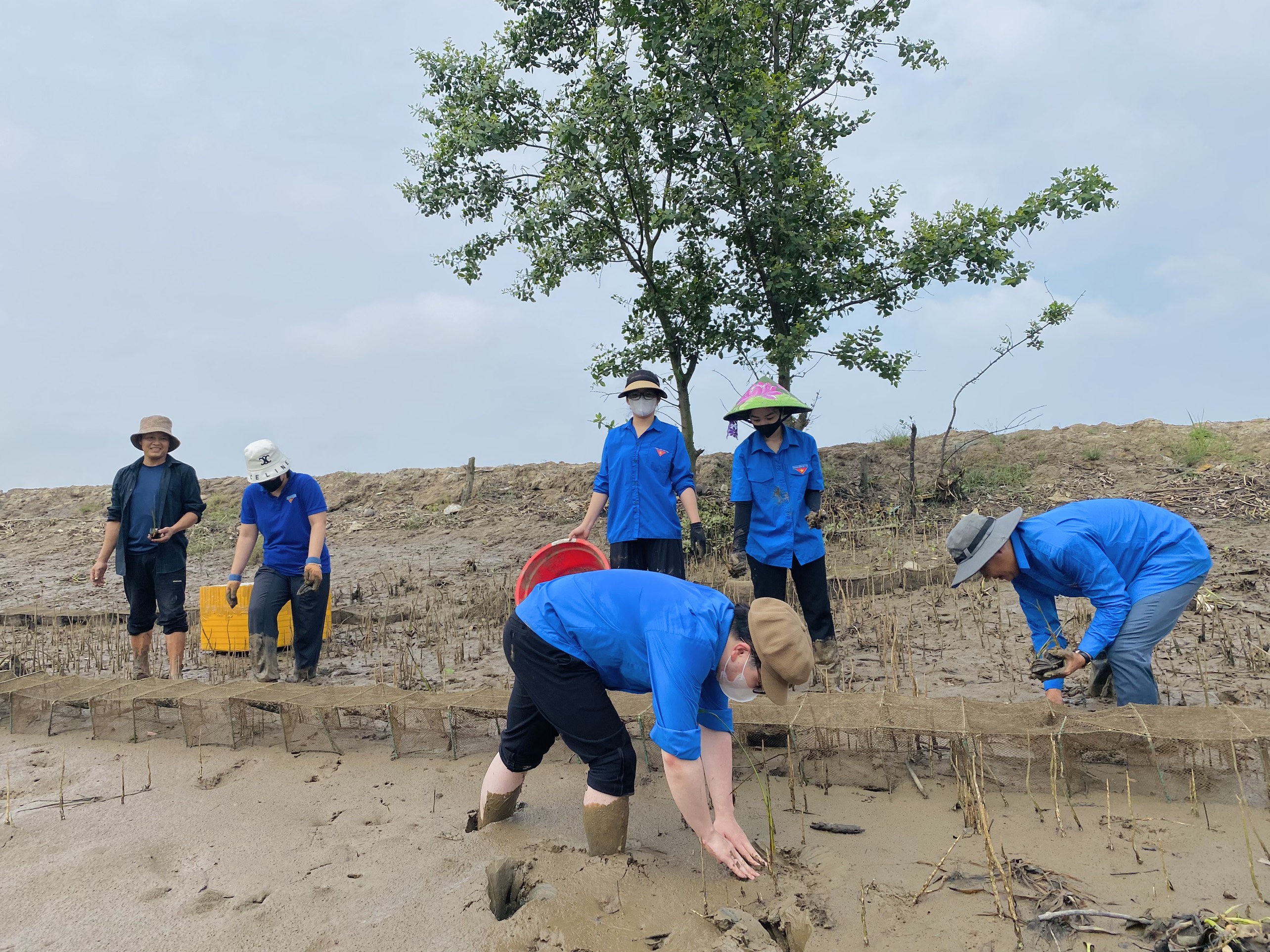 Thanh niên tình nguyện lội bùn trồng cây làm kè chắn sóng