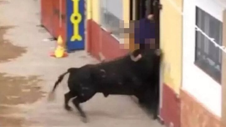 Người đàn ông bị bò húc chết tại lễ hội đua bò Tây Ban Nha