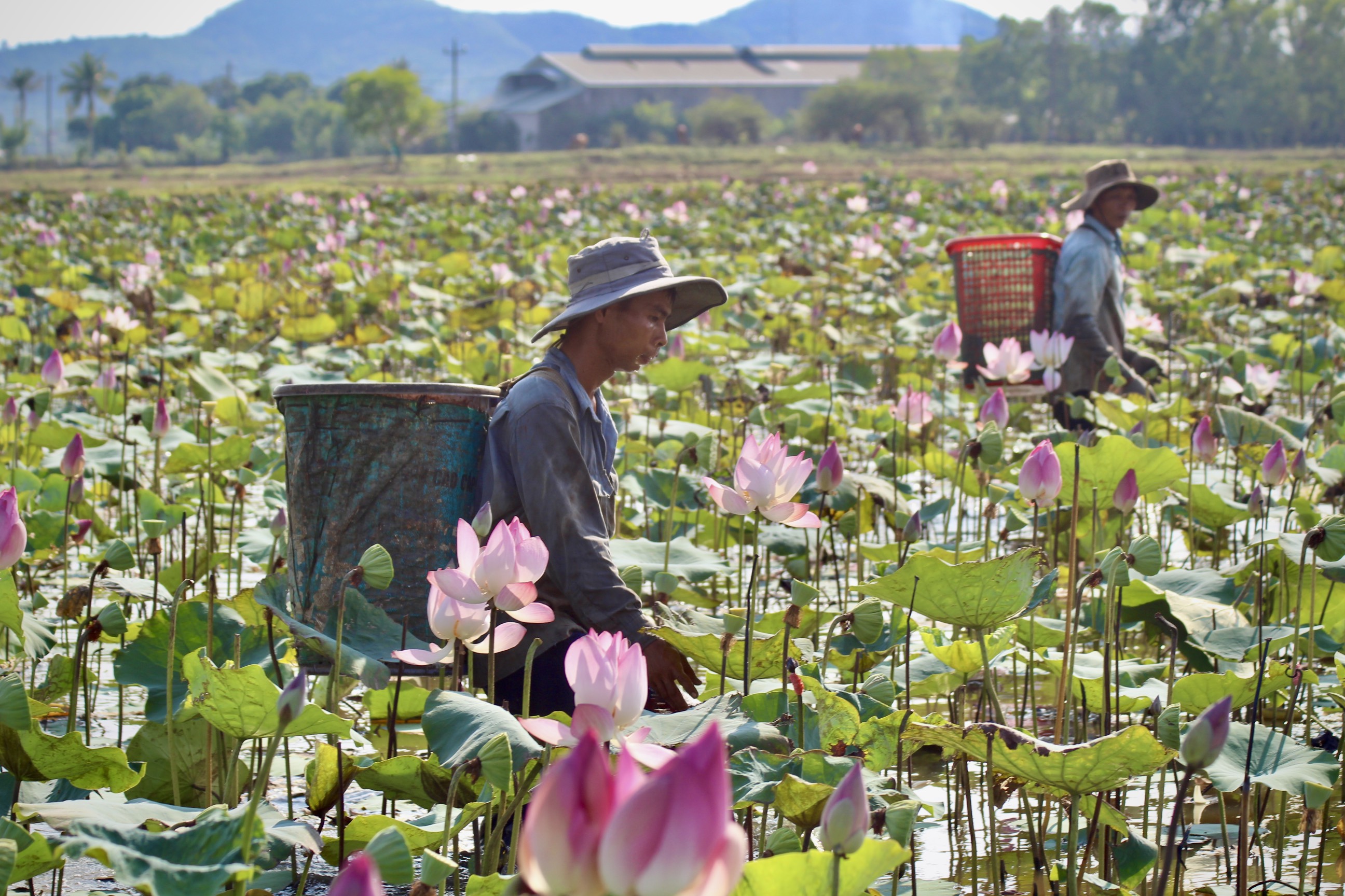 Nông dân Khánh Hòa đội nắng thu hoạch đài sen