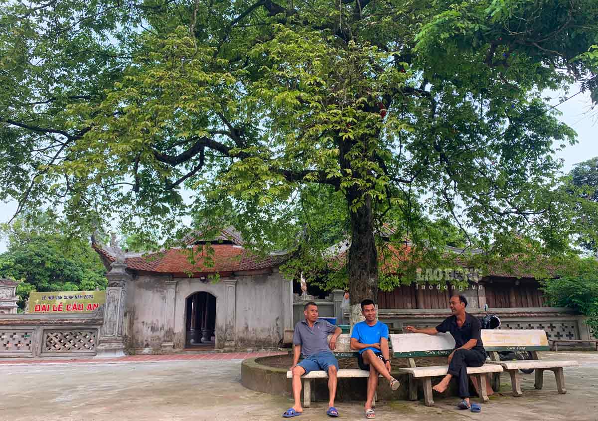 Tận thấy cặp cây di sản hàng trăm năm tuổi bên ngôi miếu cổ ở Thái Bình