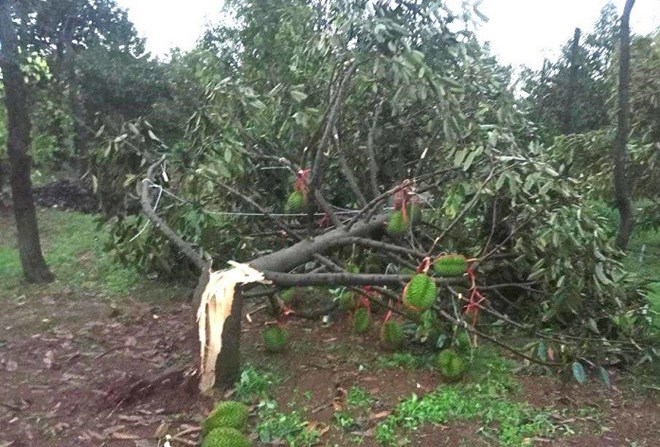 Đề xuất hỗ trợ thiệt hại cho người trồng sầu riêng ở Đắk Lắk