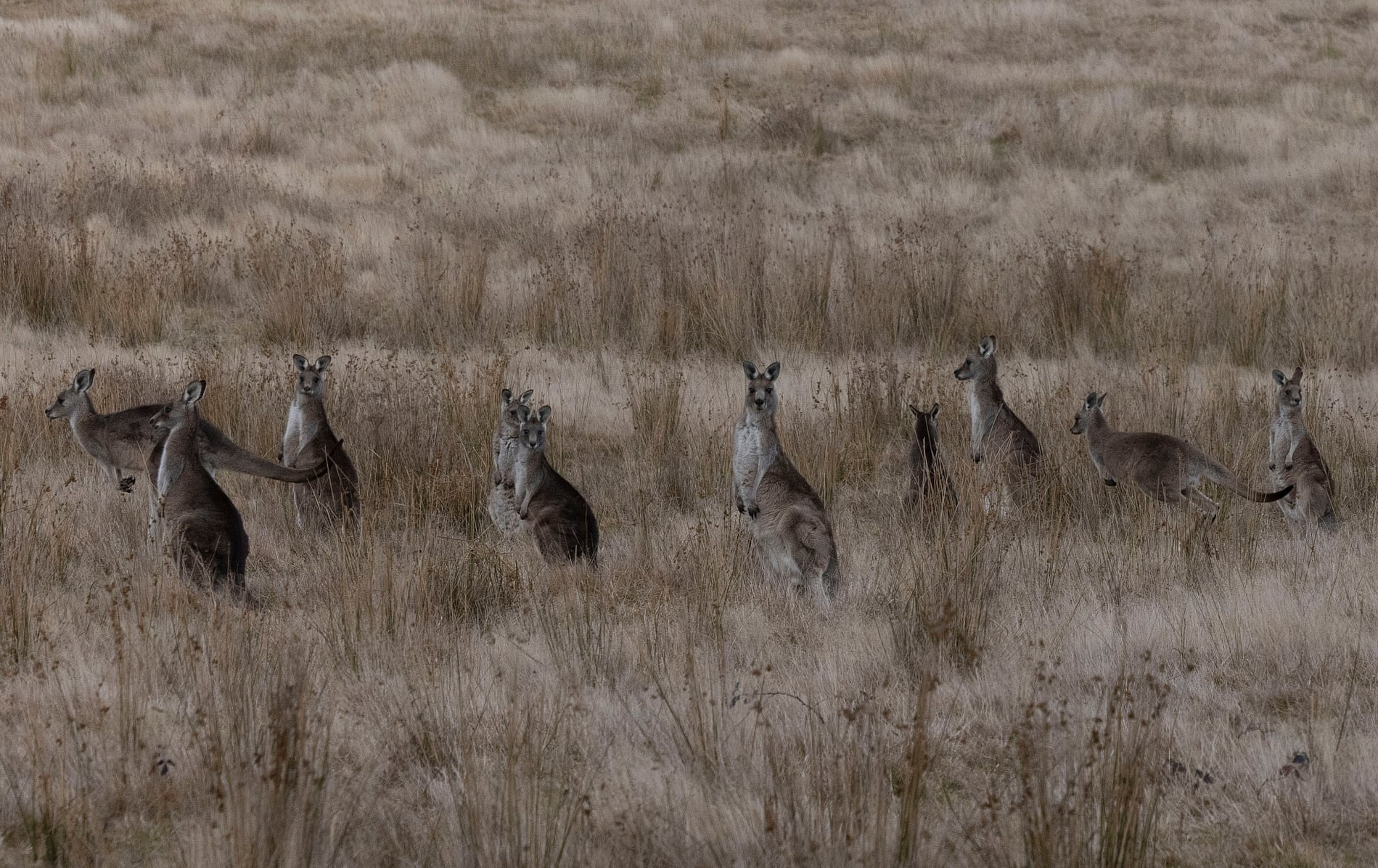 Australia điều tra vụ giết 84 con kangaroo