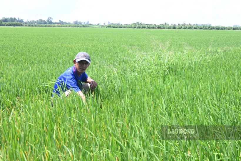 Rầy phấn trắng hoành hành lúa, nông dân biên giới An Giang lo mất mùa