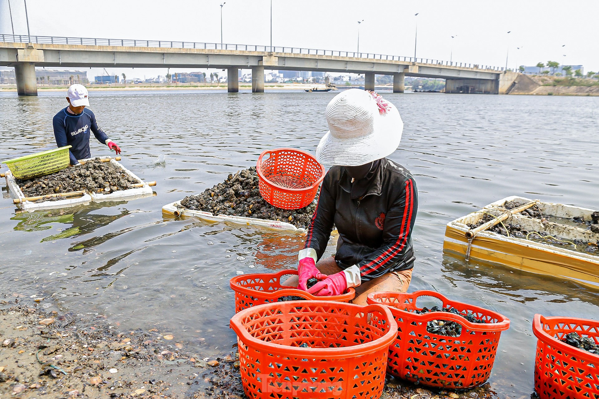 Lội bùn, ngâm mình dưới nước nhiều giờ để mò sìa trên sông ở Đà Nẵng