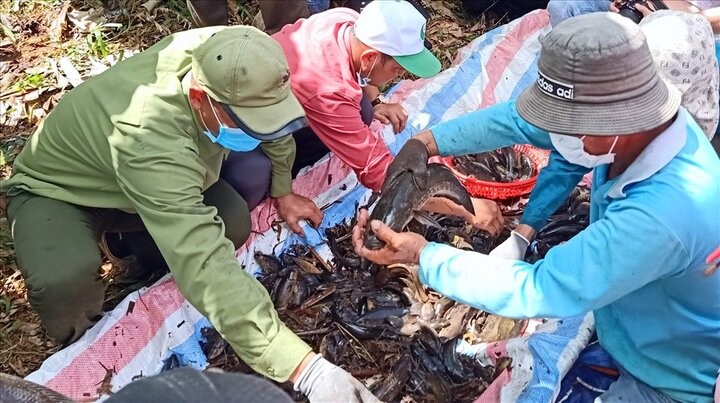 Cà Mau phạt nặng hành vi khai thác cá non