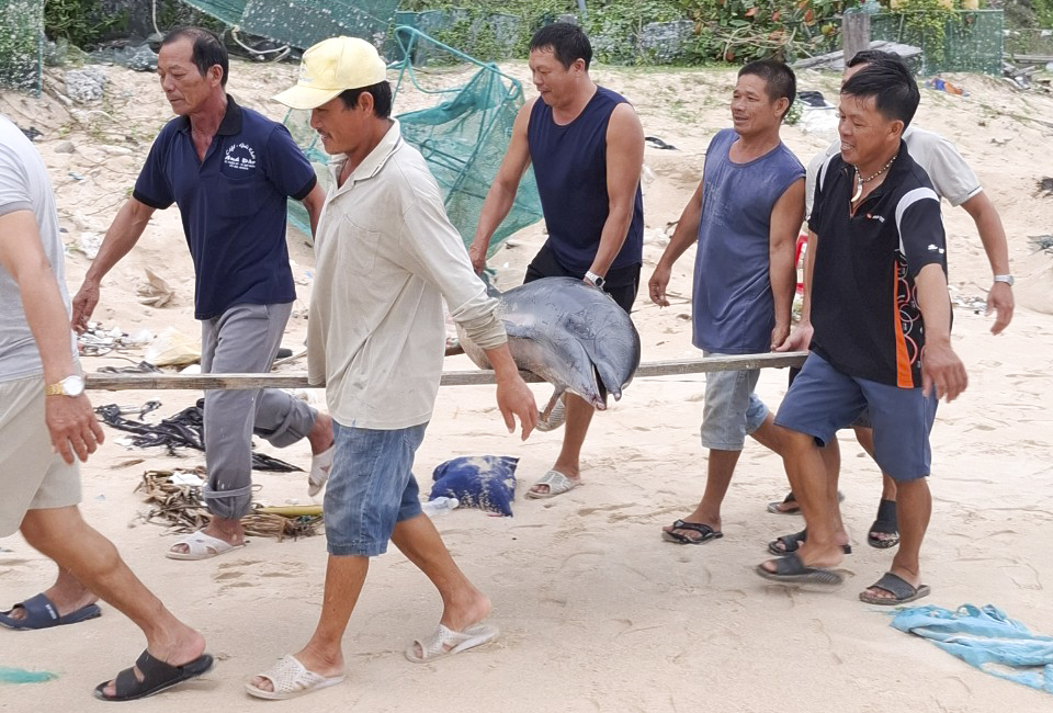 Cá heo nặng gần 100kg chết trôi vào đảo Cù Lao Xanh